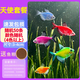 天使魚(yú)大號觀(guān)賞魚(yú)熱帶魚(yú)群游七彩紅天使紫天使檸檬黃淡水好養耐活 3-4cm隨機50條【4色以上】