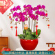 仙植緣【2小時(shí)達(dá)】蝴蝶蘭盆栽蘭花帶花苞雙花劍真年宵花卉開(kāi)業(yè)喬遷送禮 8支|大辣椒蝴蝶蘭|紅盆 可提前拍照 送貨上門(mén)