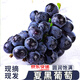 京鮮鯤云南夏黑葡萄藍(lán)莓葡萄提子現(xiàn)摘大顆粒新鮮孕婦時(shí)令水果生鮮送禮 凈重4.8斤精選裝