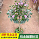 桃金娘樹(shù)苗盆栽地栽果樹(shù)苗南方北方種植當年結果四季常青果樹(shù)苗 四年苗(強烈推薦)
