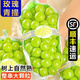四川現摘陽(yáng)光玫瑰葡萄新鮮水果正宗當季稀有脆甜大顆提子青提無(wú)籽 凈重4.5斤2串丨禮盒裝 順豐包郵