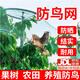 果園防鳥(niǎo)網(wǎng)罩果園家用防護網(wǎng)葡萄蘋(píng)果桃樹(shù)專(zhuān)用果園用防鳥(niǎo)網(wǎng)農用網(wǎng) 防鳥(niǎo)網(wǎng)【綠色4×5米】