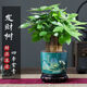 沭之美發(fā)財樹(shù)盆栽綠植 A級三桿發(fā)財樹(shù)+旭日東升陶瓷盆+圓底座 源頭直發(fā)