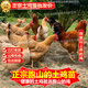 雞活苗土雞活苗柴雞草雞活小雞產(chǎn)蛋王雞苗下蛋雞雞活苗麻羽雞散養(yǎng) 4-5兩土雞 8只(2公6母)