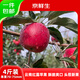 京鮮生 云南昭通紅露蘋果凈重4斤裝 單果70-75mm起 新鮮水果源頭直發(fā)