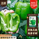 北蔬 甜椒種子種苗不辣青椒燈籠椒盆栽四季蔬菜種籽 綠甜椒種子20粒