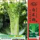 壽禾 青麻葉白菜種子苗直筒型夏秋季蔬菜種籽 濰育華青68種子12g