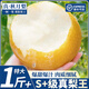 山姆伯伯秋月梨正宗萊陽梨【多地次日達】新鮮梨子香雪梨水果禮盒中秋禮品 【純甜-羊脂玉級】丨單果500g+ 3斤裝【較劃算-嘗鮮選】凈2.5