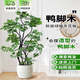 花城水調(diào)鴨腳木客廳大盆栽水培八方來(lái)財(cái)花盆植物花葉造型樹(shù)陽(yáng)臺(tái)老樁真綠植 【黑布造型鴨腳木】1.6-1.7米+膠盆