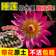 臨雅睡蓮水培植物花卉帶花苞根塊荷花盆栽水養蓮花東方紅1盆源頭直發(fā)
