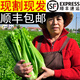 美鄰惠享家新鮮西芹5斤裝去葉大棵芹菜榨汁專用山東時(shí)令蔬菜香芹源頭直發(fā) 草綠色 西芹5斤裝順豐快遞