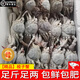 【活凍】梭子蟹特大野生大螃蟹新鮮冷凍海鮮水產(chǎn)海蟹飛蟹白蟹 【全母】5斤(4-6兩/只) 當季肥蟹