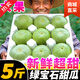 山東綠寶石甜瓜5斤新鮮水果頭茬香瓜當季時(shí)令小甜瓜脆 0g [3斤中果]約5-8個(gè)新鮮超甜