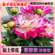 鮮枚小麗花重瓣花苗盆栽帶花苞室內外四季開(kāi)花大麗花植物鮮花綠植花卉重瓣大麗花【花期帶花】好苗小麗花苗丨帶土發(fā)貨
