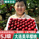 簡(jiǎn)線(xiàn)大連美早大櫻桃產(chǎn)地直發(fā)現摘鮮發(fā)國產(chǎn)車(chē)厘子5斤4J5J 900g(凈重) 超劃算 超大果3J 單果30-32mm 現摘鮮發(fā)