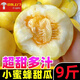 黃六爺頭茬早甜脆小蜜蜂蜜罐蜜瓜香瓜新鮮水果星甜20網(wǎng)紅甜瓜白糖罐熱賣 【3斤中果】約5~8個(gè)丨新鮮超甜