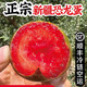 采緹（CAITI）新疆恐龍蛋味帝紅肉李子新鮮水果特產(chǎn)紅布林脆李孕婦當季整箱 三斤活動(dòng)裝 大果60-80