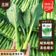 北蔬 綠菜苔種子種苗廣東四九油菜心寧夏甜菜心菜籽 油綠菜苔種子10g