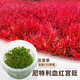 瘋狂水草（FKSC）無(wú)菌杯魚(yú)缸水草造景植物莫斯陰性草缸日本珍珠草魚(yú)缸綠植真水草 尼特利血紅宮廷（后景）