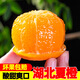 柏果相依秭歸湖北夏橙 當(dāng)季手剝酸甜橙子新鮮水果高山血多汁冰糖臍  可選 9斤 60mm以下(實惠)