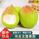 南步河北玉露香梨 新品種新梨七號古樹脆雪梨翠冠梨香酥梨子新鮮水果 3斤 精選大果【單果150g+】