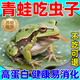 宜居青蛙吃的蟲子爬寵糧食吃什么飼料角蛙樹蛙補(bǔ)充蛋白質(zhì)營養(yǎng)面包蟲干 體驗裝【365ml/罐】純?nèi)庀x干
