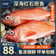 貝鮮貓紅石斑魚 鮮活冷凍整條新鮮大魚 深海大眼魚富貴魚海捕魚 紅石斑魚1.2-1.4/條*2