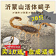 活體蝎子沂蒙山特產(chǎn)蝎子活體全蝎入藥煲湯泡酒油炸食用蝎子蟲(chóng) 30只4到5厘米送3只防死亡