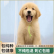 純種金毛幼犬大骨架沙灘金毛血統(tǒng)級(jí)楓葉紅高智商導(dǎo)盲犬活寵物狗狗 血統(tǒng)級(jí) 精品金毛 公