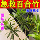翠緣百合竹肥料專用營養(yǎng)液防止黃葉爛根焦尖掉葉子枯萎免稀釋有機養(yǎng)料 1瓶 百合竹黃葉掉葉專用