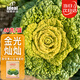 IDEAL雜交黃心烏塌菜種子秋冬季耐寒青菜籽黃心烏白菜菊花塔菜蔬菜種子
