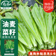 壽禾 四季油麥菜種子種苗四季秋季蔬菜籽 濰育四季油麥菜種子10g*3袋