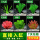 瘋狂水草魚(yú)缸水草凈化水質(zhì)套餐蜈蚣草陰性水草浮萍植物活體水培 好養定植造景套餐 適合30-40缸