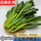 桃西村 寧夏供港品質(zhì)新鮮菜心苗菜心仔小菜心苗迷你菜心清甜無(wú)渣蔬菜 2000g