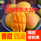 百色田東老樹大臺(tái)農(nóng)芒果當(dāng)季新鮮現(xiàn)摘香甜多汁老樹果大果凈重9斤 老樹大臺(tái)農(nóng)凈重9斤（14~18個(gè)果）