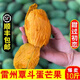 正宗廣東湛江雷州覃斗芒果雞蛋芒果新鮮特產(chǎn)順豐10斤送禮水果 5斤 禮盒裝中大果