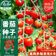 壽禾 小番茄種子苗口感西紅柿秋季菜種籽 濰育中櫻冰淇淋番茄種子50粒