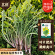 北蔬 蒲公英種子食用野菜野生婆婆丁四季蔬菜種籽 蒲公英種子約3000粒