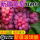 冰火蜜 新疆玻璃翠葡萄新鮮當(dāng)季水果整箱無核紅提4斤禮盒裝順豐超甜正宗 玻璃翠葡萄4斤（禮盒裝）