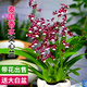 劉閣蘭花5色可選 水培夢(mèng)香蘭花苗帶盆發(fā)貨香水文心蘭奶油味室內花卉盆栽草 泰國香水文心蘭帶2支花帶大白盆
