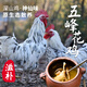 五峰花正宗五峰花雞豆花雞深山散養(yǎng)土雞天花板凈重2.5斤左右 五峰花雞豆花雞母雞 五峰花雞豆花雞母雞
