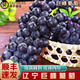 南步遼寧巨峰葡萄【順豐冷鏈】農(nóng)家大葡萄陽(yáng)光黑葡萄提子夏季新鮮水果 3斤裝 |主推 | 80%選擇