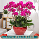仙植緣【2小時達】蝴蝶蘭盆栽蘭花帶花苞雙花劍真年宵花卉開業(yè)喬遷送禮 10支大辣椒蝴蝶蘭|紅盆 可提前拍照 送貨上門