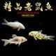 老鼠魚(yú)清道夫金苔鼠胡子底棲魚(yú)除藻清潔工具魚(yú)熱帶觀(guān)賞魚(yú)三間鼠 白（1條）花（1條）咖啡（1條）
