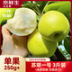 京鮮生 蘇翠一號(hào) 應(yīng)季鮮梨 凈重3斤 單果250g+ 新鮮水果 源頭直發(fā)包郵