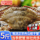 舟山梭子蟹鮮活冷凍野生特大螃蟹海鮮水產(chǎn)新鮮飛蟹生鮮白蟹次日達 3-5兩/只【凈重3斤 】舟山梭子蟹
