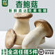 千牛優(yōu)福杏鮑菇雞腿菇 火鍋食材雙拼 鮮嫩菌菇 新鮮蔬菜 順豐發(fā)貨基地直發(fā) 250g