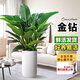 嘆為觀止大型植物發(fā)財樹各種大顆盆栽開業(yè)喬遷客廳辦公室內(nèi)好養(yǎng)大型花卉 金鉆【60-80厘米】 含盆