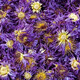 北京同仁堂九品藍蓮花中藥材新貨無(wú)硫粉藍蓮花干睡蓮干花藍蓮花茶100g 藍蓮花 50g
