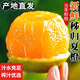 正宗秭歸夏橙9斤橙子新鮮水果當(dāng)季現(xiàn)摘玫瑰香橙臍橙榨汁用整箱Y 3斤【現(xiàn)摘現(xiàn)發(fā)】